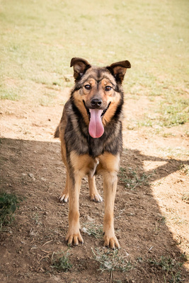 Hazel - menschenbezogen, verschmust, ausgeglichen, bewegungsfreudig, treu