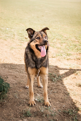 Hazel - menschenbezogen, verschmust, ausgeglichen, bewegungsfreudig, treu, Mischling (Video-Link vorhanden) - Hündin