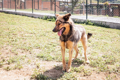 Hazel - menschenbezogen, verschmust, ausgeglichen, bewegungsfreudig, treu, Mischling (Video-Link vorhanden) - Hündin