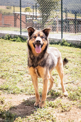 Hazel - menschenbezogen, verschmust, ausgeglichen, bewegungsfreudig, treu, Mischling (Video-Link vorhanden) - Hündin