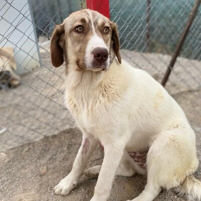Hazel - unsagbar liebevoll und freundlich 🥰 / Reserviert, Griechischer Schäferhund-Mischling - Hündin