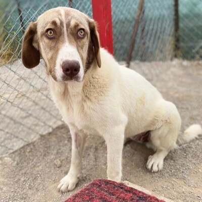 Hazel - unsagbar liebevoll und freundlich 🥰 / Reserviert, Griechischer Schäferhund-Mischling - Hündin