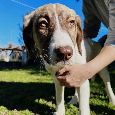 Hazel - unsagbar liebevoll und freundlich, Schäferhund-Mischling - Hündin