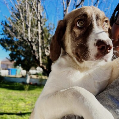 Hazel - unsagbar liebevoll und freundlich, Schäferhund-Mischling - Hündin