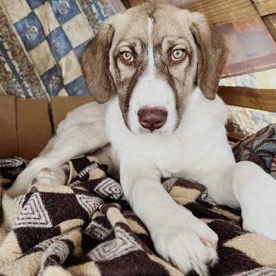 Hazel - unsagbar liebevoll und freundlich, Schäferhund-Mischling - Hündin