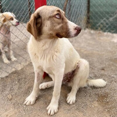 Hazel - unsagbar liebevoll und freundlich, Schäferhund-Mischling - Hündin