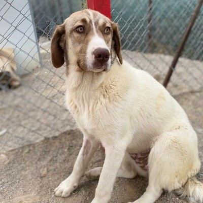 Hazel - unsagbar liebevoll und freundlich, Schäferhund-Mischling - Hündin