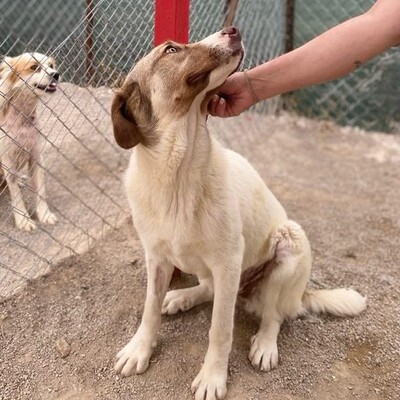 Hazel - unsagbar liebevoll und freundlich, Schäferhund-Mischling - Hündin