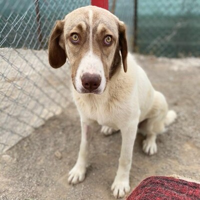 Hazel - unsagbar liebevoll und freundlich 🥰 / Vorgemerkt, Griechischer Schäferhund-Mischling - Hündin