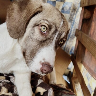 Hazel - unsagbar liebevoll und freundlich / Vorgemerkt, Schäferhund Mix - Hündin