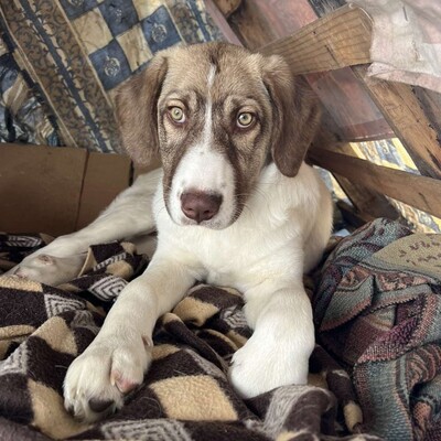 Hazel - unsagbar liebevoll und freundlich / Vorgemerkt, Schäferhund Mix - Hündin