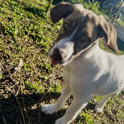 Hazel - unsagbar liebevoll und freundlich / Vorgemerkt, Schäferhund Mix - Hündin