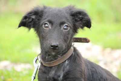 Heaven, Mischling Welpen - Hündin