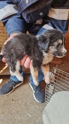 Heaven – ein kleines Stück Himmel auf vier Pfoten 🤍🐾, Bichon - Mischling Welpen - Hündin