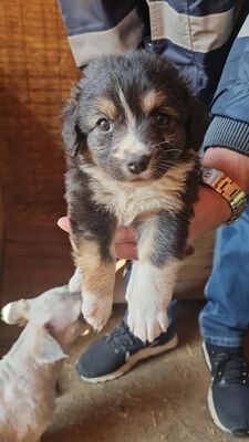 Heaven – ein kleines Stück Himmel auf vier Pfoten 🤍🐾