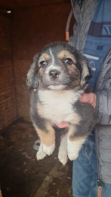 Heaven – ein kleines Stück Himmel auf vier Pfoten 🤍🐾, Mischling Welpen - Hündin