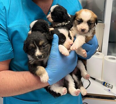 Heaven – ein kleines Stück Himmel auf vier Pfoten 🤍🐾, Mischling Welpen - Hündin