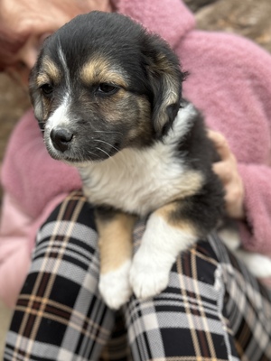 Heaven – ein kleines Stück Himmel auf vier Pfoten 🤍🐾, Mischling Welpen - Hündin
