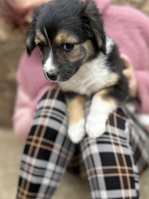 Heaven – ein kleines Stück Himmel auf vier Pfoten 🤍🐾, Mischling Welpen - Hündin