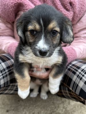 Heaven – ein kleines Stück Himmel auf vier Pfoten 🤍🐾, Mischling Welpen - Hündin