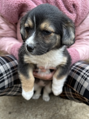 Heaven – ein kleines Stück Himmel auf vier Pfoten 🤍🐾, Mischling Welpen - Hündin