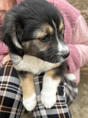 Heaven – ein kleines Stück Himmel auf vier Pfoten 🤍🐾, Mischling Welpen - Hündin
