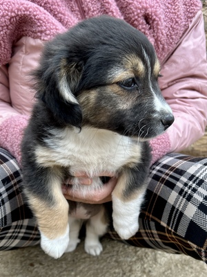 Heaven – ein kleines Stück Himmel auf vier Pfoten 🤍🐾, Mischling Welpen - Hündin