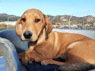 Hector - Charmanter Welpenmann, ca. 4 Monate, Mischling Welpen - Rüde