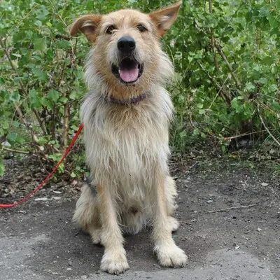 🤩🙏🏻 Hector ist ein stattlicher und gutaussehender Mischlingsrüde 😍👌, Mischling - Rüde