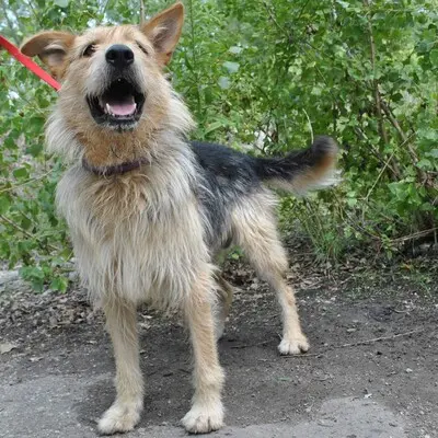 🤩🙏🏻 Hector ist ein stattlicher und gutaussehender Mischlingsrüde 😍👌, Mischling - Rüde