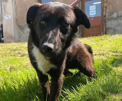 Hector junger, verträglicher Labrador Mix Rüde sucht sein Zuhause, Labrador - Rüde