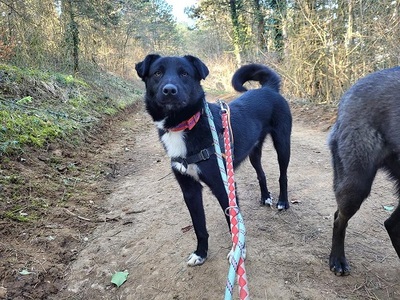 Hector junger, verträglicher Labrador Mix Rüde sucht sein Zuhause, Labrador - Rüde