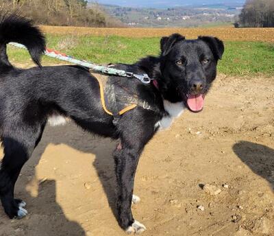 Hector junger, verträglicher Labrador Mix Rüde sucht sein Zuhause, Labrador - Rüde