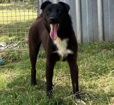 Hector junger, verträglicher Labrador Mix Rüde sucht sein Zuhause, Labrador - Rüde