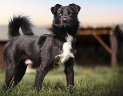 Hector junger, verträglicher Labrador Mix Rüde sucht sein Zuhause, Labrador - Rüde