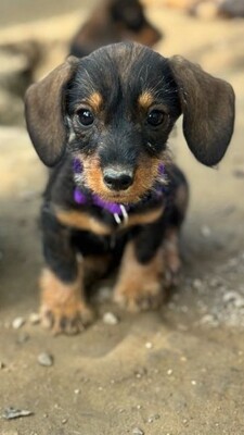 Heidi - Dackel-Mix-Welpe (Tiger-Dackel), Dackel-Mischling Welpen - Hündin
