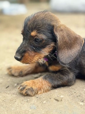 Heidi - Dackel-Mix-Welpe (Tiger-Dackel), Dackel-Mischling Welpen - Hündin