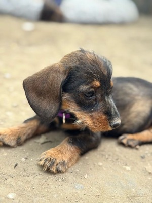 Heidi - Dackel-Mix-Welpe (Tiger-Dackel), Dackel-Mischling Welpen - Hündin