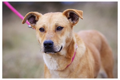 Heidi, Mischling - Hündin