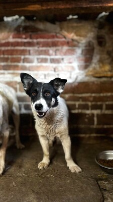 Heidi, Mischling - Hündin