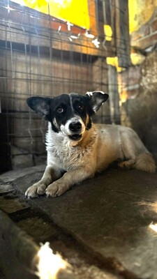 Heidi, Mischling - Hündin