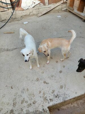 💕 Heidi – eine sanfte Seele sucht ihr Für-immer-Zuhause 💕