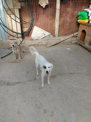 💕 Heidi – eine sanfte Seele sucht ihr Für-immer-Zuhause 💕, Mischling - Hündin