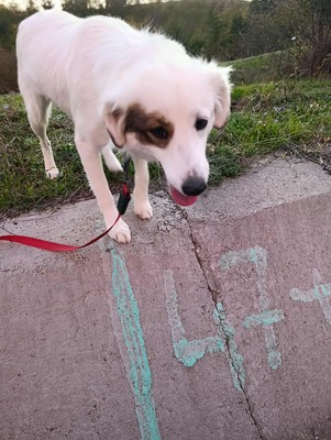 💕 Heidi – eine sanfte Seele sucht ihr Für-immer-Zuhause 💕, Mischling - Hündin