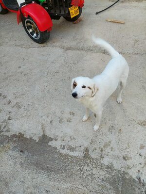 💕 Heidi – eine sanfte Seele sucht ihr Für-immer-Zuhause 💕, Mischling - Hündin