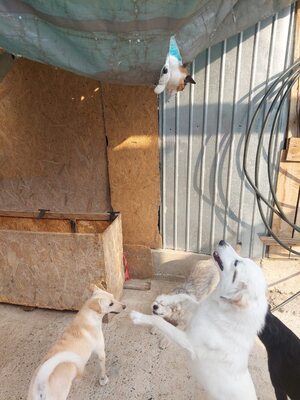 💕 Heidi – eine sanfte Seele sucht ihr Für-immer-Zuhause 💕, Mischling - Hündin