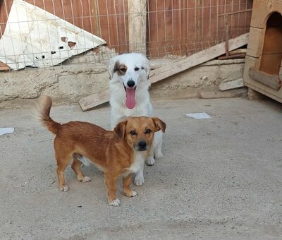 💕 Heidi – eine sanfte Seele sucht ihr Für-immer-Zuhause 💕, Mischling - Hündin