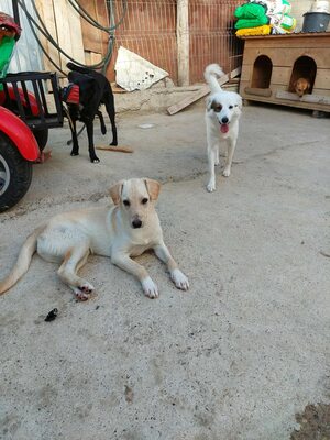 💕 Heidi – eine sanfte Seele sucht ihr Für-immer-Zuhause 💕, Mischling - Hündin