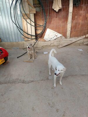 💕 Heidi – eine sanfte Seele sucht ihr Für-immer-Zuhause 💕, Mischling - Hündin