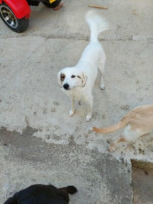 💕 Heidi – eine sanfte Seele sucht ihr Für-immer-Zuhause 💕, Mischling - Hündin